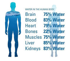 Water in various Organs & Blood